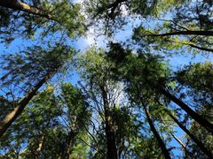 -上海共青森林公园