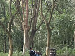 -中山市树木园