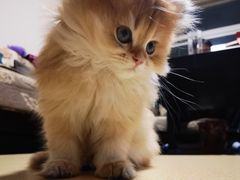 -欣宠猫屋·矮脚拿破仑·蓝金金渐层