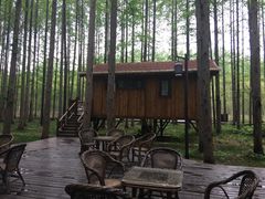 -黄海国家森林公园