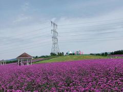 -紫颐香薰山谷景区