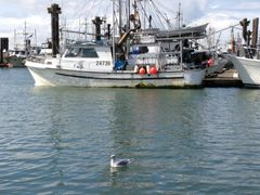 -Steveston Pizza Company (Richmond)