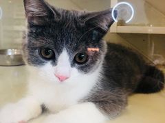 -70cat德文卷毛猫·缅因猫纯种猫舍