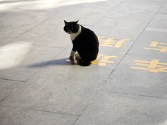 -开口笑·精选水饺