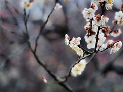 -梅花山(明孝陵内)