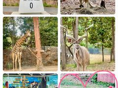 -清迈夜间动物园