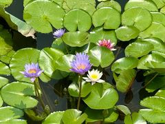 -重元寺香积厨素斋馆