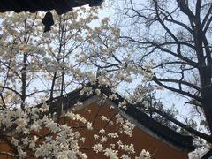 -灵谷景区