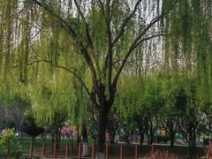 -石家庄市植物园