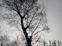 -秀丽东方