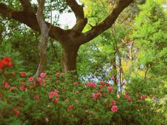 -梧桐山风景名胜区