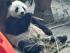 -石家庄市动物园