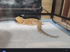 -上海大自然野生昆虫馆(东方明珠·爬宠昆虫探索中心)