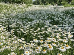 -汉长安城未央宫国家考古遗址公园