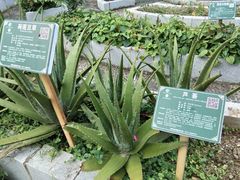 -广西壮族自治区药用植物园