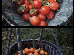 -宁波余姚老柿林山居度假村