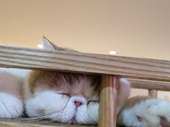 -滚猫咖啡·猫咖·猫友好撸猫(未来城店)
