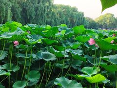 -北陵公园