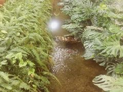 -上海鲜花港