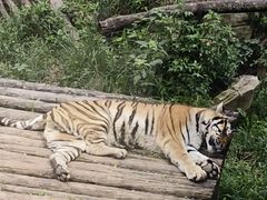 -大连森林动物园