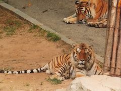 -大连森林动物园