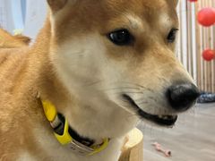 -柴迷FANS CLUB·柴犬狗咖·猫咖