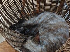 -藏猫猫咖啡主题馆(中央大道店)