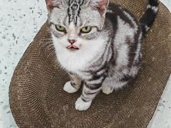 -喵园·猫主题咖啡厅·撸猫·猫咖(国贸店)