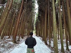 -武陵山森林公园