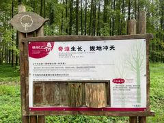 -黄海国家森林公园