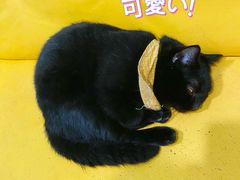 -猫在这儿猫咪咖啡馆·撸猫馆