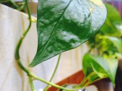 -多福饺·家常菜(谷德店)