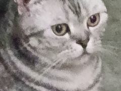 -芭比堂爱心动物医院(柯桥康爱分院)