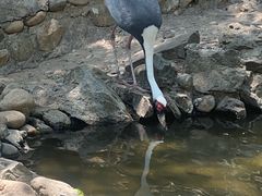 -燕塞湖鸟语林景区