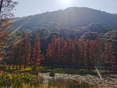 -广州市石门国家森林公园
