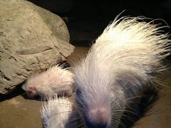 -清迈夜间动物园