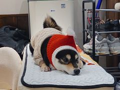 -逗柴咖啡屋·狗咖猫咖宠物桌游