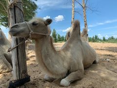 -库伦旗银沙湾旅游景区