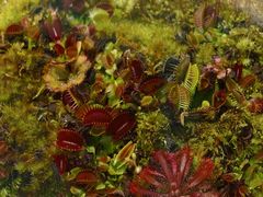 -国家植物园南园