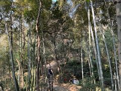 -上海佘山国家森林公园天马山园