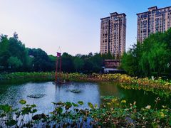 -陈家山荷花公园