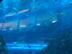 -迪拜水族馆及水下动物园