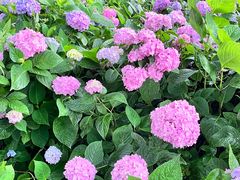 -西湖风景区-江洋畈生态公园