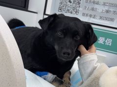 -爱侣·安琦尔宠物医院·中兽医针灸·心内科·狂犬免疫点(宝山区院)
