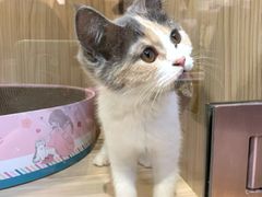 -屋虎猫馆(宝安大仟里店)