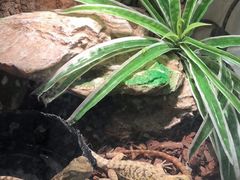 -momokira米努特·德文卷毛猫·棉花面纱犬