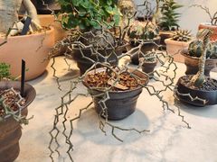 -自由生长植物工作室(深港花卉中心店)