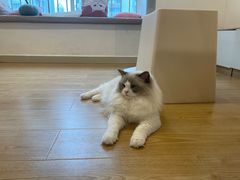 -有喵·猫咖·狗咖·30几只猫10只小狗(岗厦店)