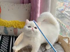 -欣宠猫屋·矮脚拿破仑·蓝金金渐层