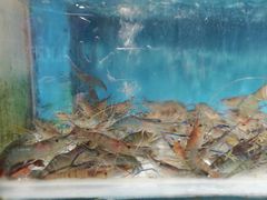 -盒马鲜生(昆城店)